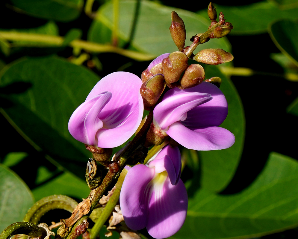 A cluster of vibrant pink Canavalia rosea flowers emerging from thick green foliage with unopened buds above them